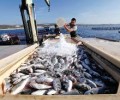 الثروة السمكية تدين استهداف العدوان لقوارب الصيادين بالحديدة