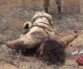 مقتل عدد من مرتزقة العدوان وتدمير آلية عسكرية بمديرية عسيلان بشبوة