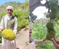 زراعة فاكهة الجاك فروت في اليمن